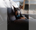 Small Photo #1 Doberman Pinscher Puppy For Sale in COTTON, MN, USA