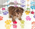 Small #2 Cockapoo (Toy)-Poodle (Toy) Mix