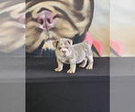 Small Photo #15 English Bulldog Puppy For Sale in LONG BEACH, CA, USA