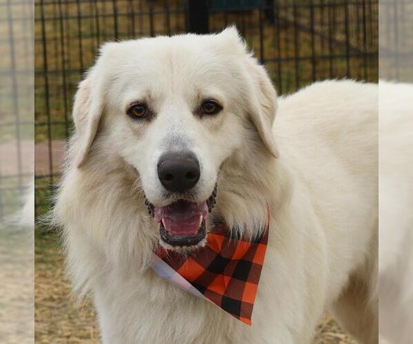 Medium Photo #1 Great Pyrenees-Unknown Mix Puppy For Sale in San Antonio, TX, USA