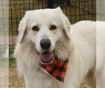 Small Great Pyrenees Mix