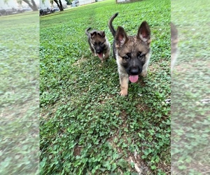 German Shepherd Dog Puppy for sale in MERIDIANVILLE, AL, USA