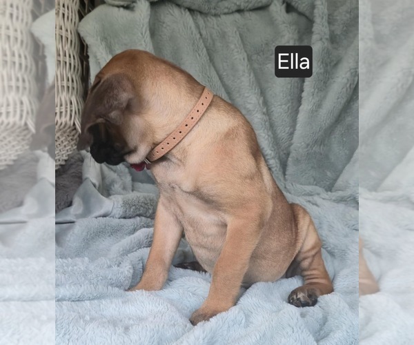 Medium Photo #4 Cane Corso Puppy For Sale in MINERAL WELLS, WV, USA