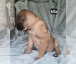 Small #3 Cane Corso