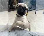 Puppy 5 Pug