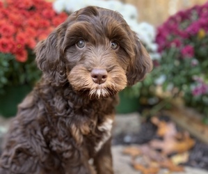 Australian Labradoodle Puppy for sale in RISING FAWN, GA, USA