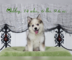 Puppy 1 Pomsky