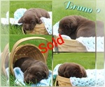 Small Photo #12 Labrador Retriever Puppy For Sale in ELIZABETHTOWN, PA, USA