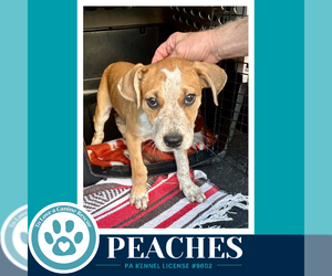 Peaches 100326 - Female Mutt Dog for Adoption - Photo #4