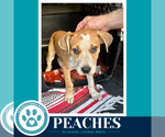 Small Photo #4 Mutt Puppy For Sale in Kimberton, PA, USA