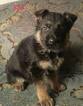 Small Photo #21 German Shepherd Dog Puppy For Sale in COLETA, IL, USA