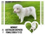 Puppy 8 Australian Shepherd
