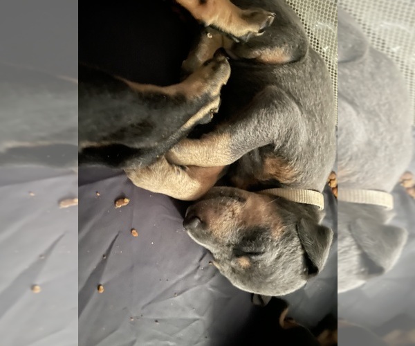 Medium Photo #6 Doberman Pinscher Puppy For Sale in GOOSE CREEK, SC, USA
