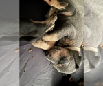Small Photo #6 Doberman Pinscher Puppy For Sale in GOOSE CREEK, SC, USA