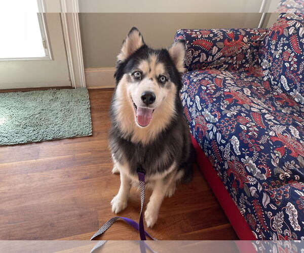 Medium Photo #9 Siberian Husky-Unknown Mix Puppy For Sale in Holly Springs, NC, USA