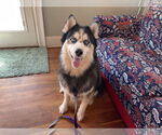 Small #8 Siberian Husky Mix