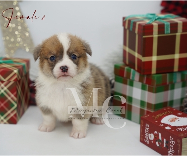 Medium Photo #15 Pembroke Welsh Corgi Puppy For Sale in FLORALA, AL, USA