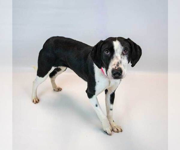 Medium Photo #4 Mutt Puppy For Sale in Kennesaw, GA, USA