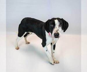 Monica - Female Mutt Dog for Adoption - Photo #3