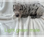Small Photo #7 Great Dane Puppy For Sale in OKLAHOMA CITY, OK, USA