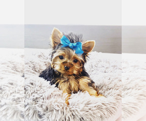 Yorkshire Terrier Puppy for sale in LAKEWOOD, CA, USA
