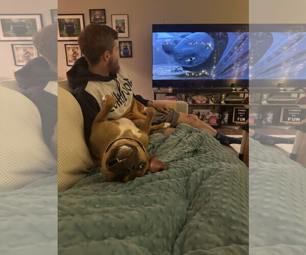 Medium Photo #13 Boxer-Unknown Mix Puppy For Sale in Holly Springs, NC, USA