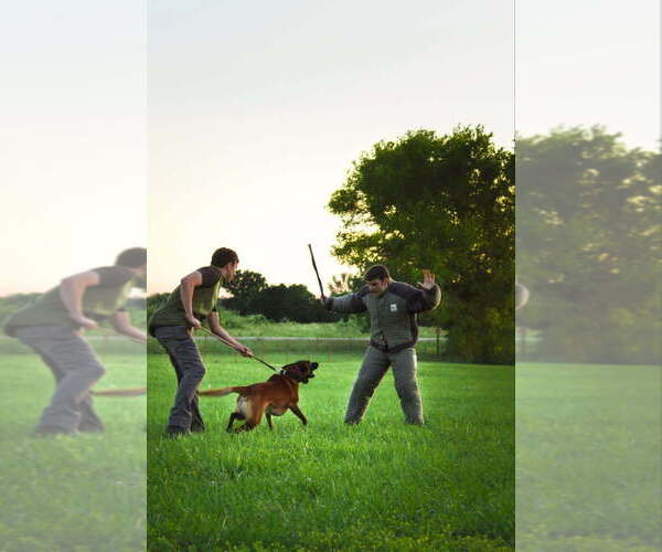 Medium Photo #1 Belgian Malinois Puppy For Sale in SILOAM SPRINGS, AR, USA
