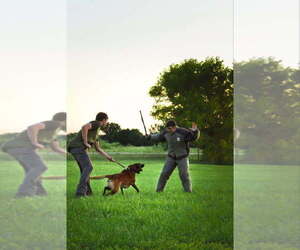 Belgian Malinois Puppy for sale in SILOAM SPRINGS, AR, USA
