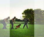 Small Belgian Malinois