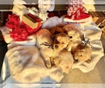 Small Photo #15 Golden Retriever Puppy For Sale in SEBREE, KY, USA