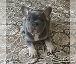 Puppy 1 French Bulldog