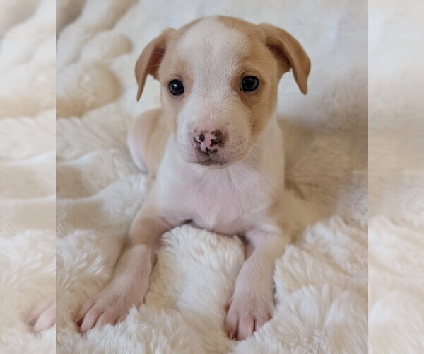 Medium Photo #1 Mutt Puppy For Sale in Brooklyn Center, MN, USA