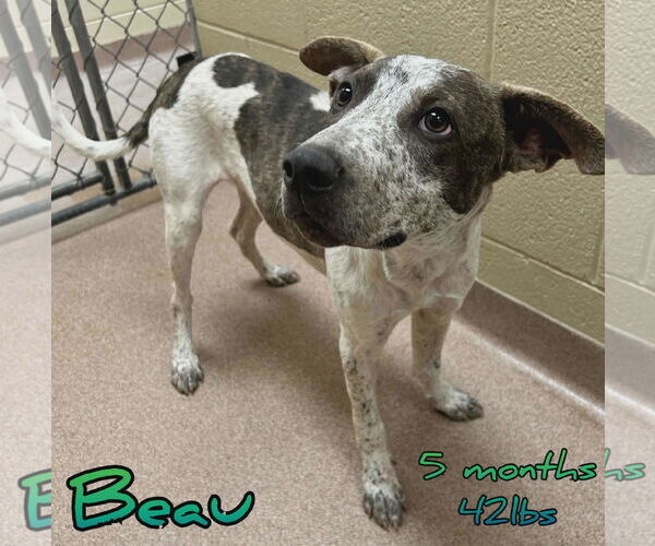 Medium Photo #13 Mutt Puppy For Sale in Woodbury, NY, USA