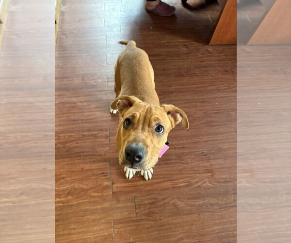 Medium Photo #5 Boxer-Unknown Mix Puppy For Sale in Minneapolis, MN, USA