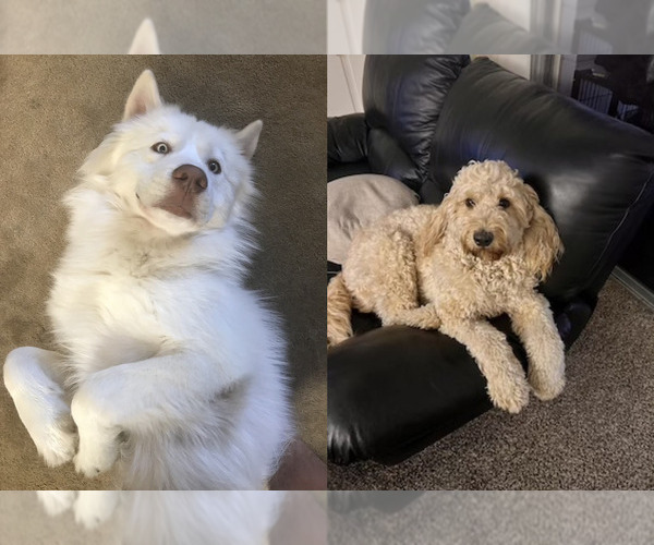 View Ad GoldendoodleSiberian Husky Mix Dog for Adoption near District