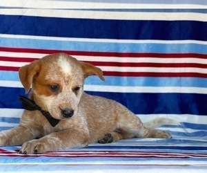 Australian Cattle Dog Puppy for sale in LANCASTER, PA, USA