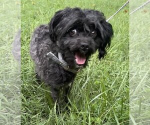 Poodle (Miniature)-Unknown Mix Dogs for adoption in Spring Lake, NC, USA