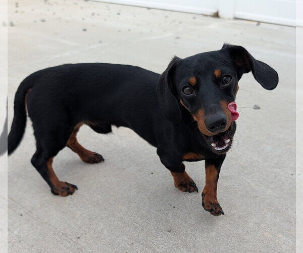 Medium Photo #5 Dachshund Puppy For Sale in Shelbyville, TN, USA