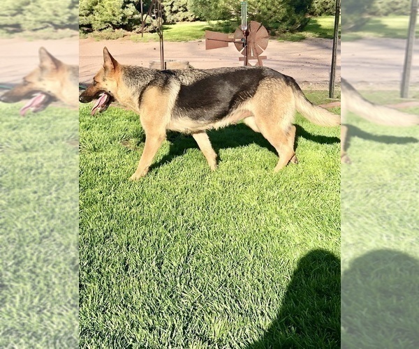 Medium Photo #11 German Shepherd Dog Puppy For Sale in BRIGHTON, CO, USA