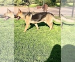Small #10 German Shepherd Dog