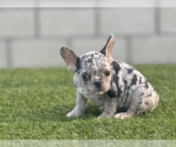 Medium Photo #8 French Bulldog Puppy For Sale in TUCSON, AZ, USA