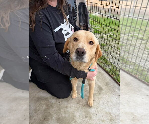 Medium Photo #2 Labrador Retriever-Unknown Mix Puppy For Sale in Columbus, IN, USA