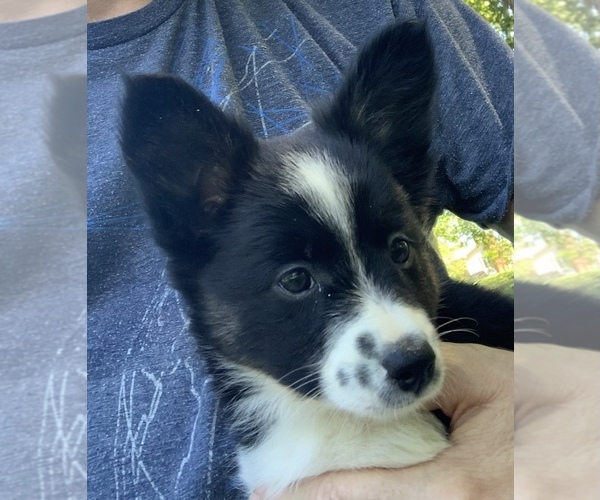 View Ad Border ColliePapillon Mix Puppy for Sale near Virginia