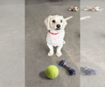 Small #1 Poodle (Miniature) Mix