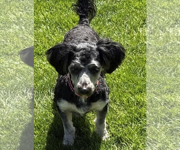 Medium Photo #4 Poodle (Miniature)-Unknown Mix Puppy For Sale in Fort Wayne, IN, USA