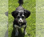 Small #3 Poodle (Miniature) Mix