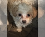 Small Photo #1 Maltipoo Puppy For Sale in CONCORD, CA, USA