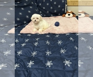 Maltese-Poodle (Toy) Mix Puppy for sale in BENSON, NC, USA