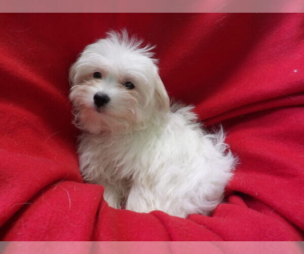 Medium Photo #12 Maltese Puppy For Sale in PATERSON, NJ, USA