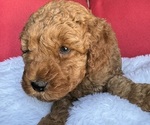 Small #13 Goldendoodle (Miniature)